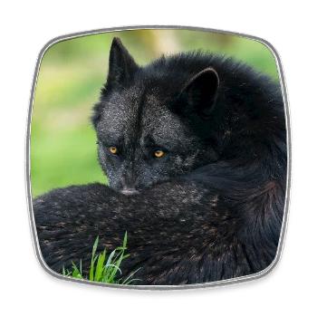 Loup noir en repos - Magnet carré - blanc - Devant