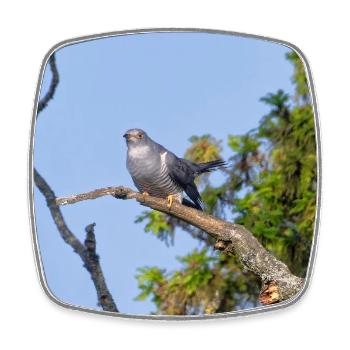 000_1522_NikDxO_cuckoo - Magnet carré - blanc - Devant