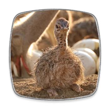 Ostrich chicks in the nest - Square fridge magnet - white - Front