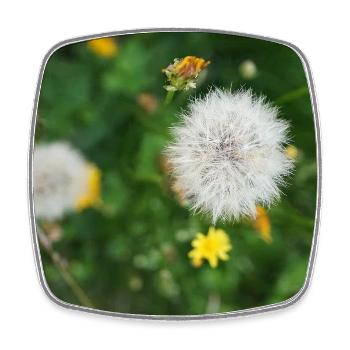 Pissenlit dans le champ de printemps - Magnet carré - blanc - Devant
