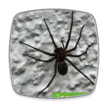 Spinne - Viereckiger Kühlschrankmagnet - Weiß - Vorne