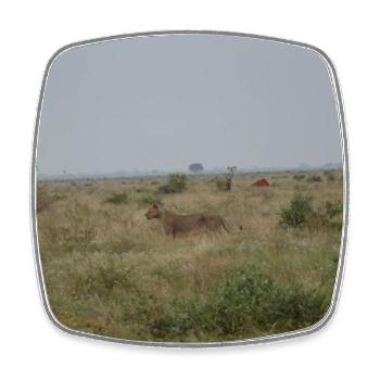 Lion dans la savane au crépuscule - Magnet carré - blanc - Devant