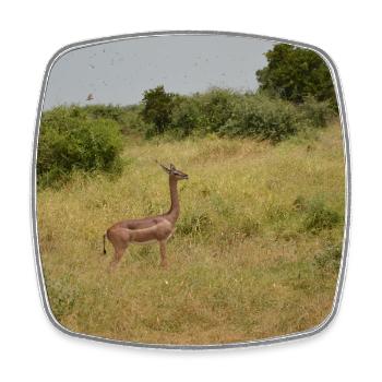 Deer in the steppe grass - Square fridge magnet - white - Front