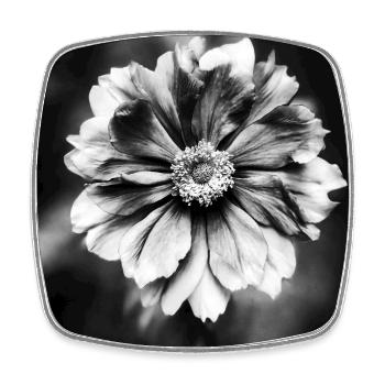 Contraste entre fleurs noires et blanches - Magnet carré - blanc - Devant