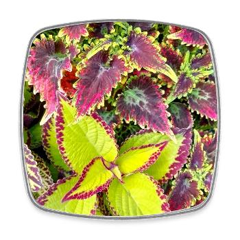 Coleus Colour Play Leaves/ Nettle - Square fridge magnet - white - Front