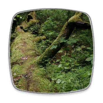 Mossy tree trunk / Northern Black Forest Monbachtal - Square fridge magnet - white - Front