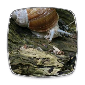 snail - Square fridge magnet - white - Front