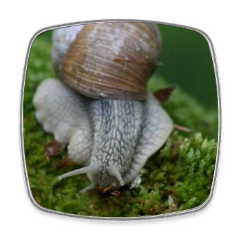 Schnecke auf Moos – Nahaufnahme - Viereckiger Kühlschrankmagnet - Weiß - Vorne