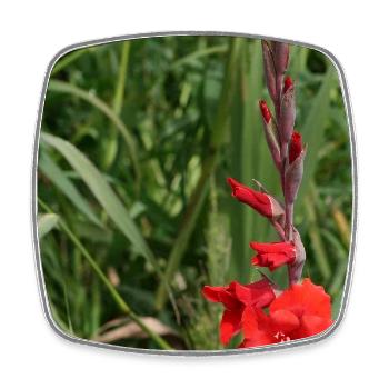 Gladiole – Stärke in Blüte - Viereckiger Kühlschrankmagnet - Weiß - Vorne