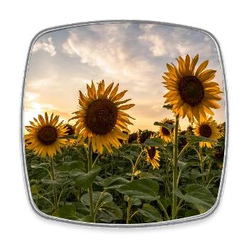 Sunflowers at sunset - Square fridge magnet - white - Front