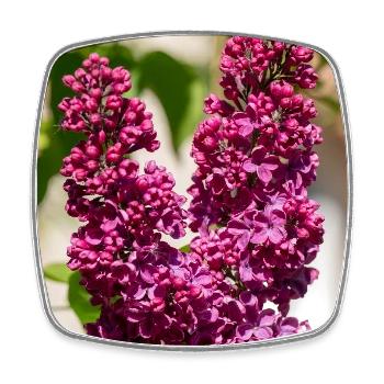 Blooming lilac in spring garden - Square fridge magnet - white - Front