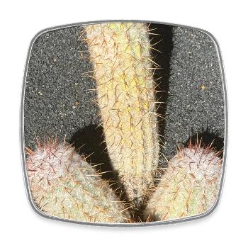 Pastel cactus in desert light - Square fridge magnet - white - Front