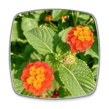 Blooming Garden – Colourful Atmosphere - Square fridge magnet - white - Front