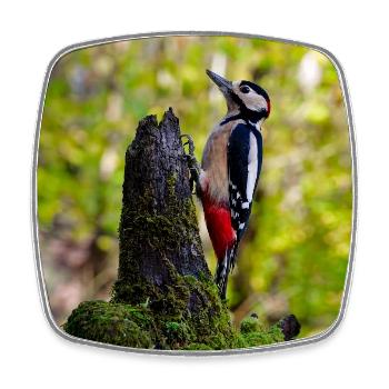 Woodpecker on Mossy Log - Square fridge magnet - white - Front