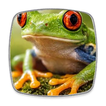 Green frog in sunshine eyes - Square fridge magnet - white - Front