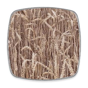 Wheat Field Golden Brown - Square fridge magnet - white - Front