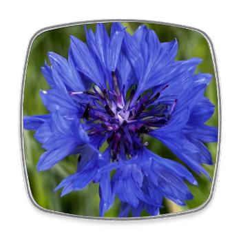 Blue cornflower close-up - Square fridge magnet - white - Front