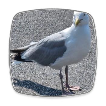 Mouette urbaine au regard vif - Magnet carré - blanc - Devant