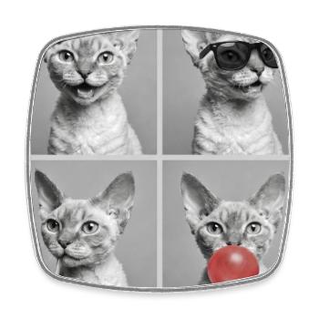 Katzen Devon Rex Katze - Viereckiger Kühlschrankmagnet - Weiß - Vorne