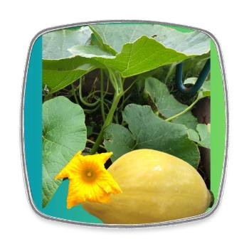 Yellow zucchini with blossom - Square fridge magnet - white - Front