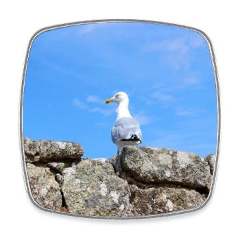 Mouette du Nord de l’Allemagne - Magnet carré - blanc - Devant