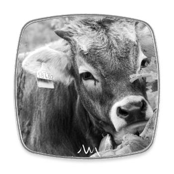Schwarz-Weiß Fotodesign - Junges Kalb mit Charme - Viereckiger Kühlschrankmagnet - Weiß - Vorne