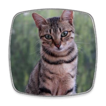 Katze Kätzchen Poster quadratisch Katzenposter - Viereckiger Kühlschrankmagnet - Weiß - Vorne