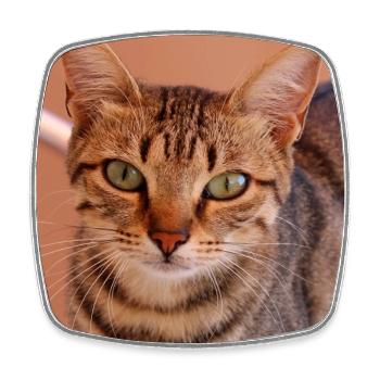 Katze Kätzchen Poster quadratisch Katzenposter - Viereckiger Kühlschrankmagnet - Weiß - Vorne