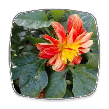 Georgine / Dahlia à grand pennage - Magnet carré - blanc - Devant
