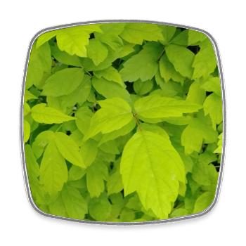 Eschen Ahorn / Acer negundo - Viereckiger Kühlschrankmagnet - Weiß - Vorne