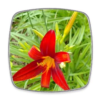 FIRE LILY - Square fridge magnet - white - Front