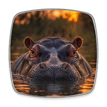 Sunset, hippopotamus in the water - Square fridge magnet - white - Front