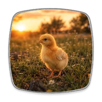 Poulet jaune au coucher du soleil - Magnet carré - blanc - Devant