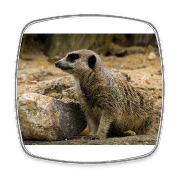 Suricate perché sur un rocher Photographie - Magnet carré - blanc - Devant