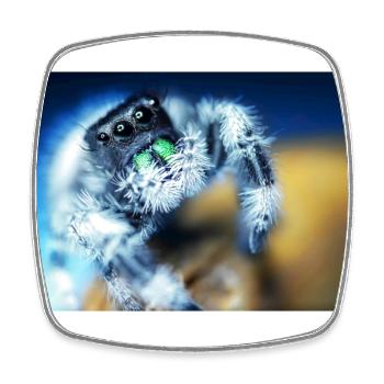 Springspinne, Phidippus regius,jumping spider - Viereckiger Kühlschrankmagnet - Weiß - Vorne