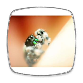 Springspinne, Phidippus regius,jumping spider - Viereckiger Kühlschrankmagnet - Weiß - Vorne
