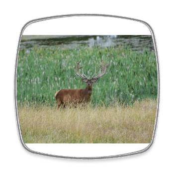 Cerf élaphe. - Magnet carré - blanc - Devant