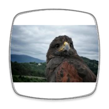 Steinadler auf bergiger Landschaft - Viereckiger Kühlschrankmagnet - Weiß - Vorne