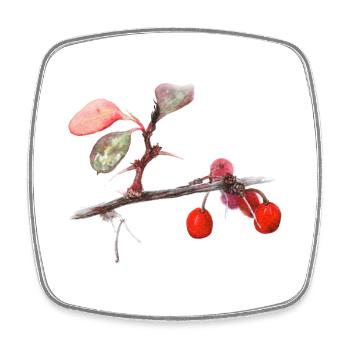 Aquarell Berberitze - Viereckiger Kühlschrankmagnet - Weiß - Vorne