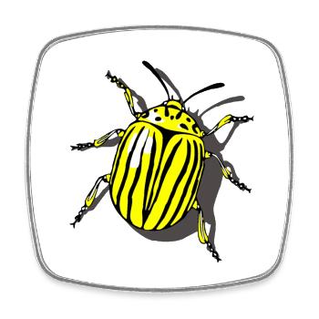 Potato beetle - Square fridge magnet - white - Front