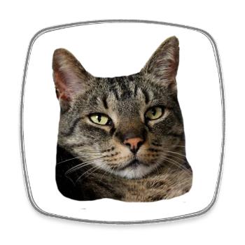Cat Tiger Cat Funny Cat Shirt Gift - Square fridge magnet - white - Front