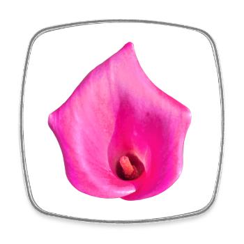 Pink Calla Blossom - Square fridge magnet - white - Front