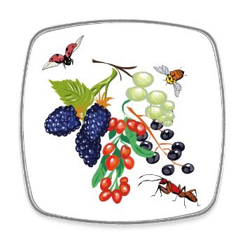 Obst mit Insekten - Viereckiger Kühlschrankmagnet - Weiß - Vorne