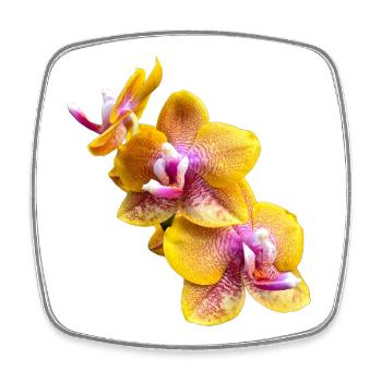 Fleur d’orchidée Phalaenopsis Sogo Lawrence Flowers 2 - Magnet carré - blanc - Devant