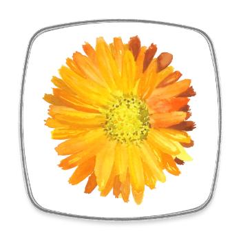 Ringelblume Aquarell Orange - Viereckiger Kühlschrankmagnet - Weiß - Vorne