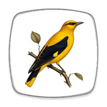 Oriolus oriolus – Eurasischer Goldpirol-Jahrgang - Viereckiger Kühlschrankmagnet - Weiß - Vorne