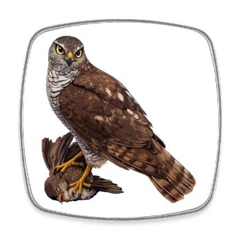 Falcon with sparrow - Square fridge magnet - white - Front