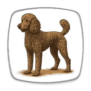 Poodle - Square fridge magnet - white - Front