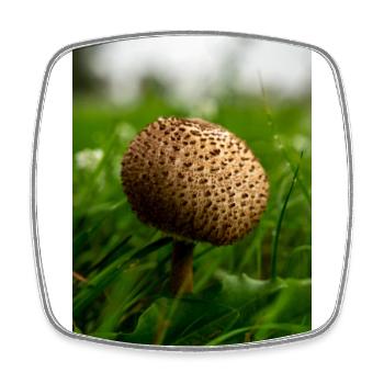 Schirmie - Square fridge magnet - white - Front