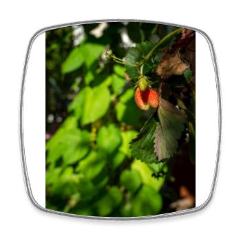 Hanging strawberry - Square fridge magnet - white - Front
